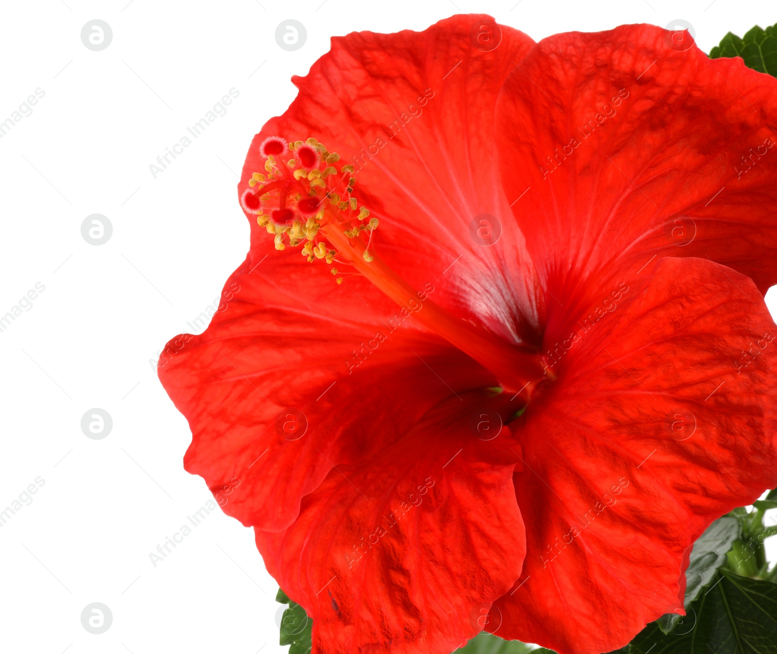 Photo of Beautiful red hibiscus flower isolated on white