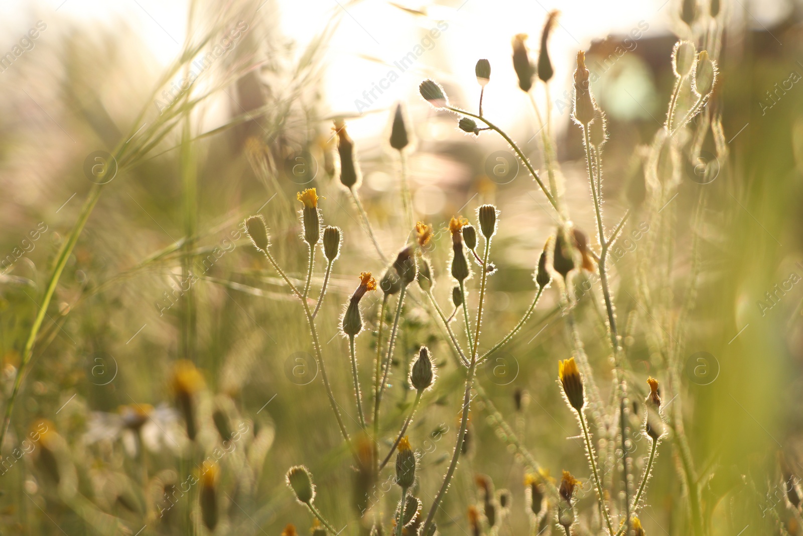 Photo of Beautiful wild flowers growing in spring meadow