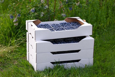 Photo of Boxes with containers of wild blueberries outdoors. Seasonal berries