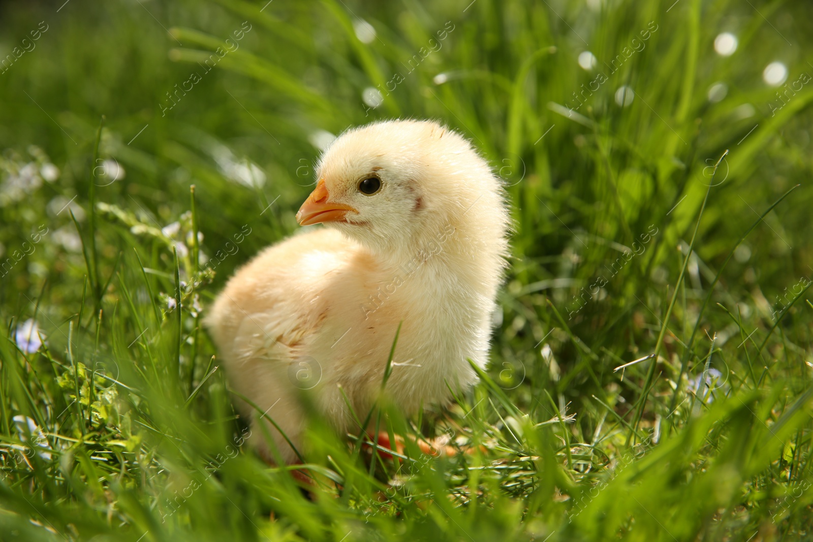 Photo of Cute chick on green grass outdoors, closeup. Baby animal