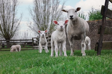 Cute funny sheep on green field. Farm animal