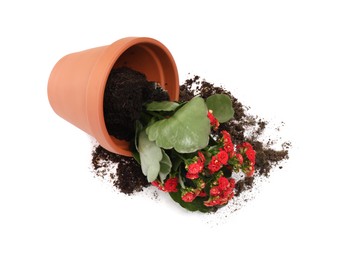 Overturned terracotta flower pot with soil and kalanchoe plant on white background
