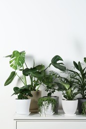 Photo of Many beautiful green potted houseplants on white chest of drawers indoors