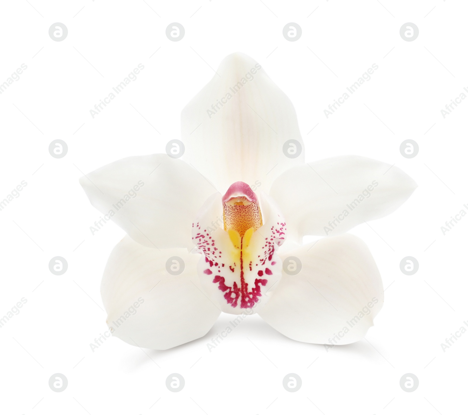 Photo of Beautiful tropical orchid flower isolated on white