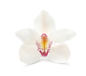 Photo of Beautiful tropical orchid flower isolated on white