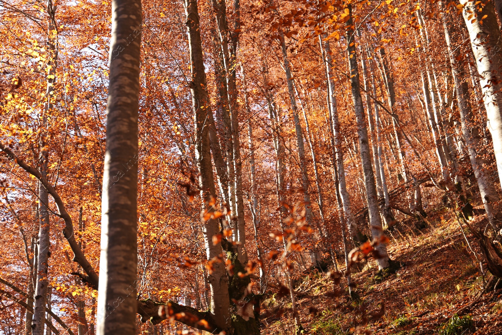 Photo of Beautiful landscape with autumn forest and fallen leaves on ground