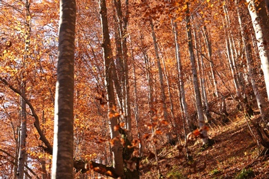 Beautiful landscape with autumn forest and fallen leaves on ground