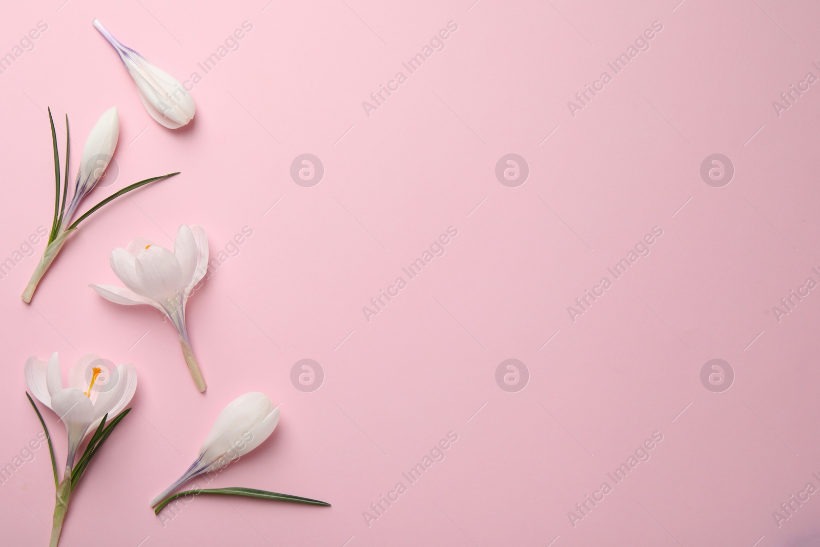 Photo of Beautiful white crocus flowers on pink background, flat lay. Space for text