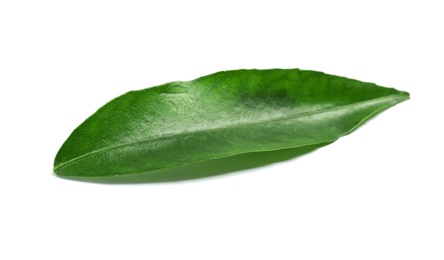 Photo of Fresh green tangerine leaf on white background