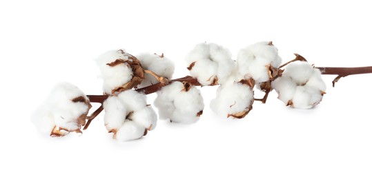 Photo of Dry cotton branch with fluffy flowers on white background