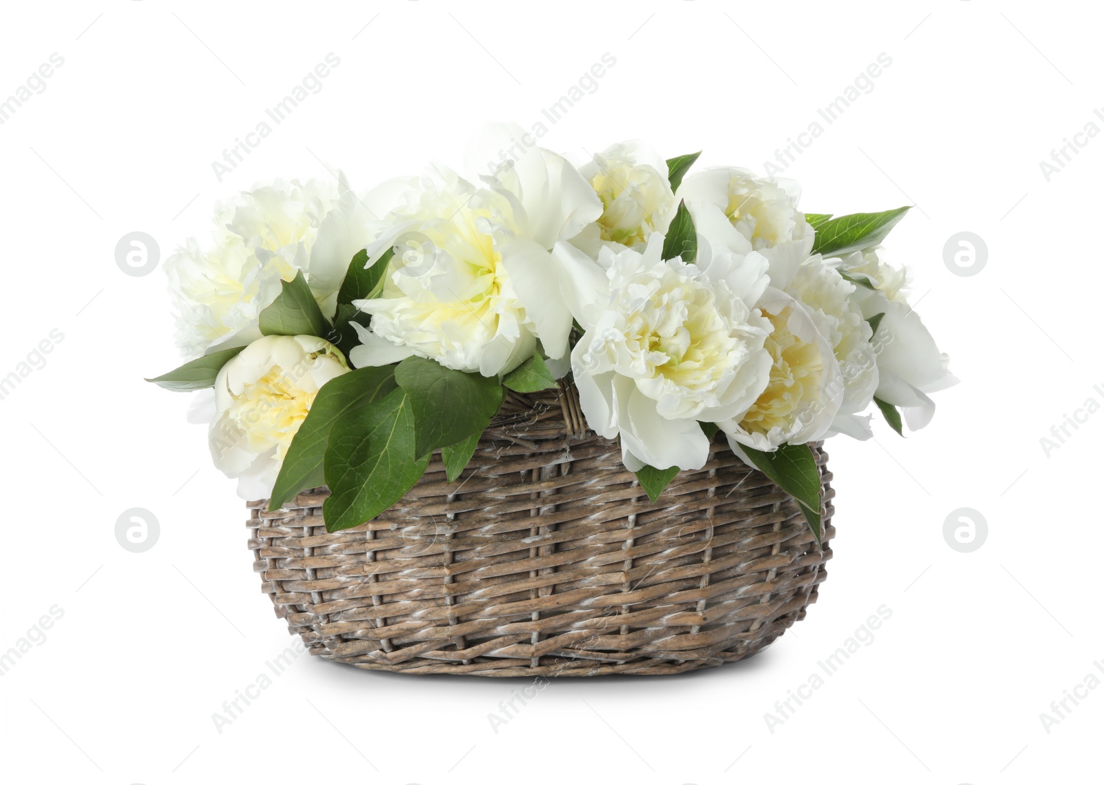 Photo of Bouquet of beautiful peonies in wicker basket isolated on white