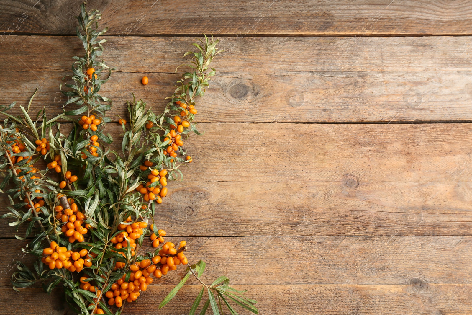 Photo of Branches of sea buckthorn on wooden table, flat lay. Space for text