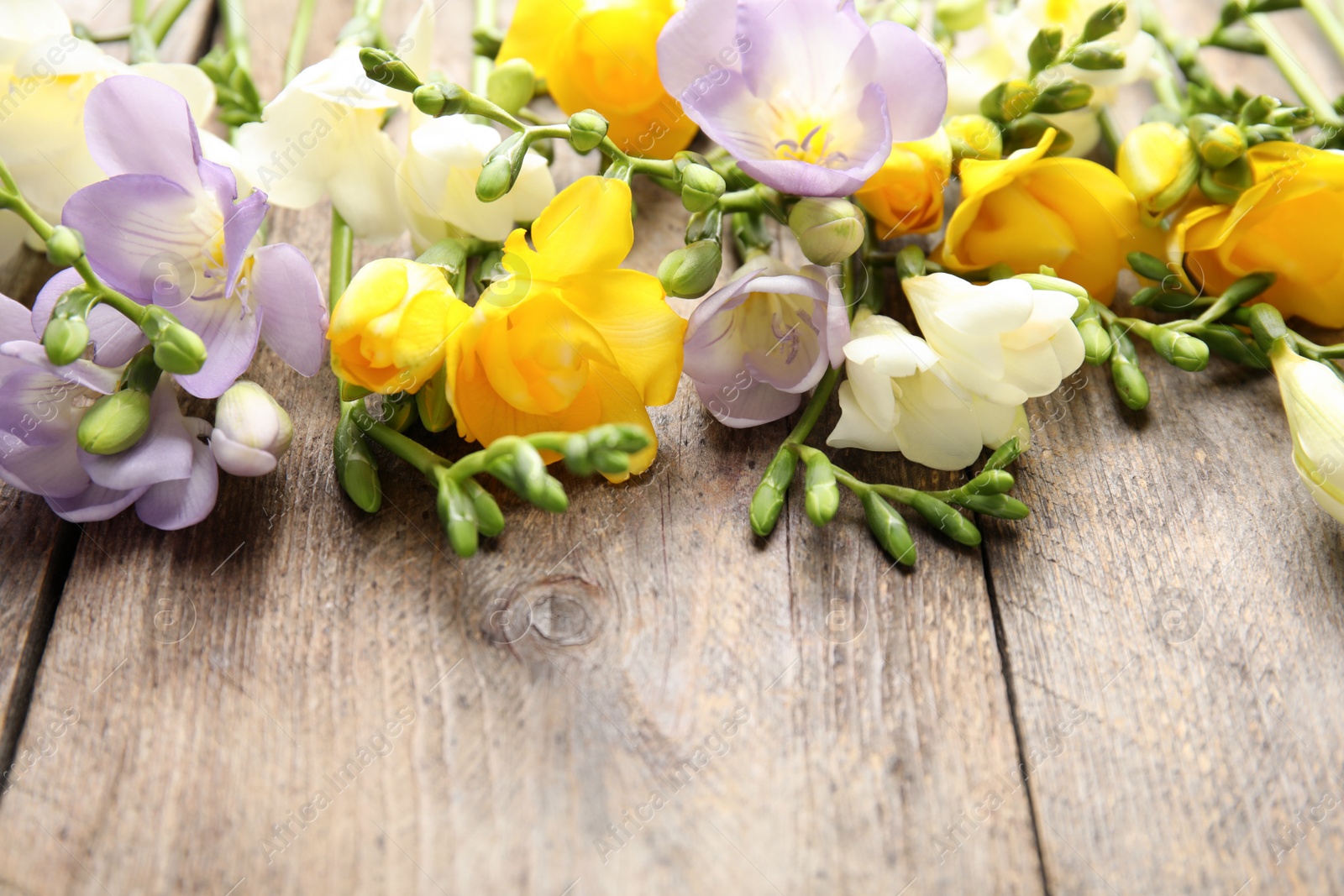 Photo of Beautiful fresh freesia flowers on wooden background, closeup. Space for text