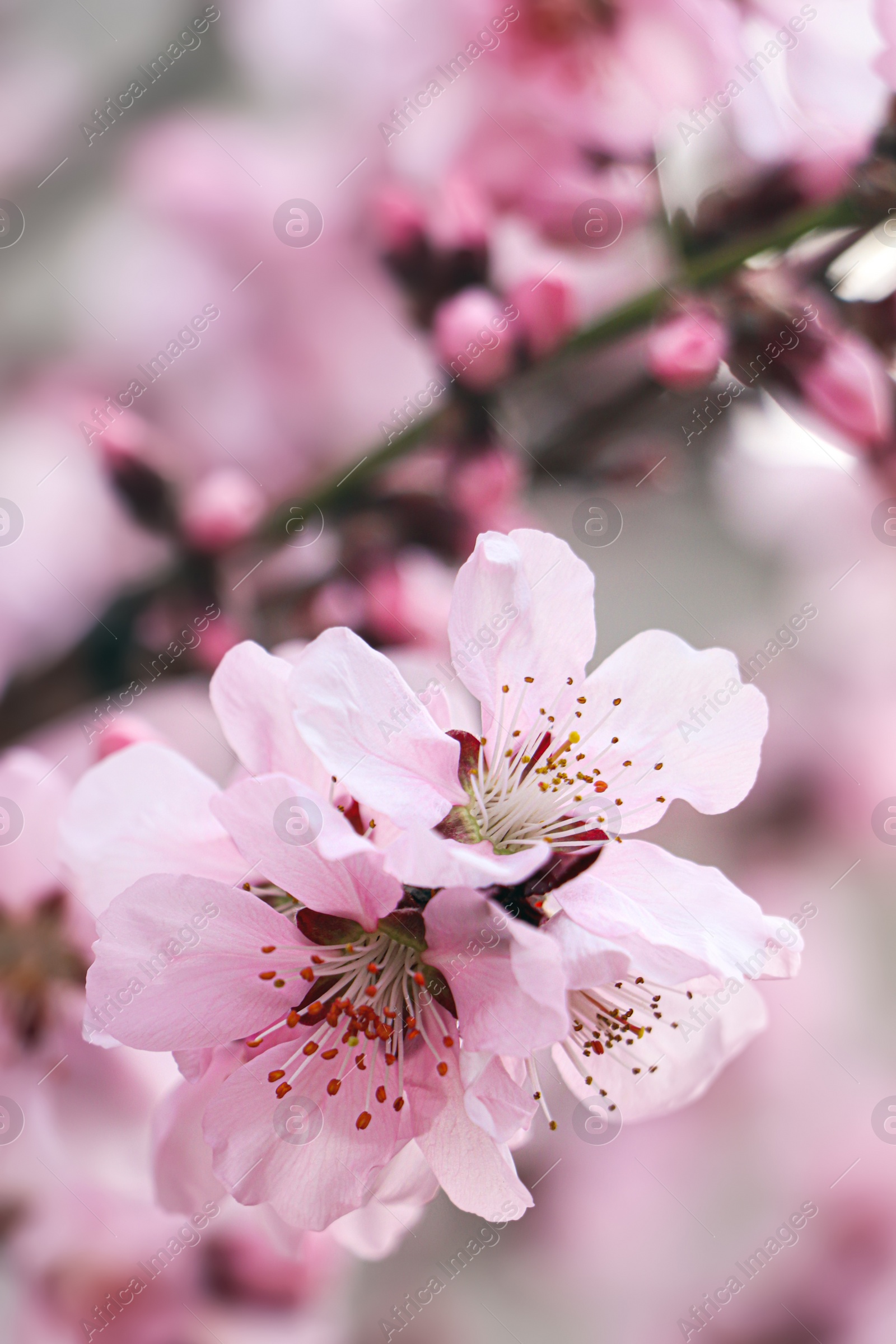 Photo of Amazing spring blossom. Closeup view of cherry tree with beautiful pink flowers outdoors, space for text