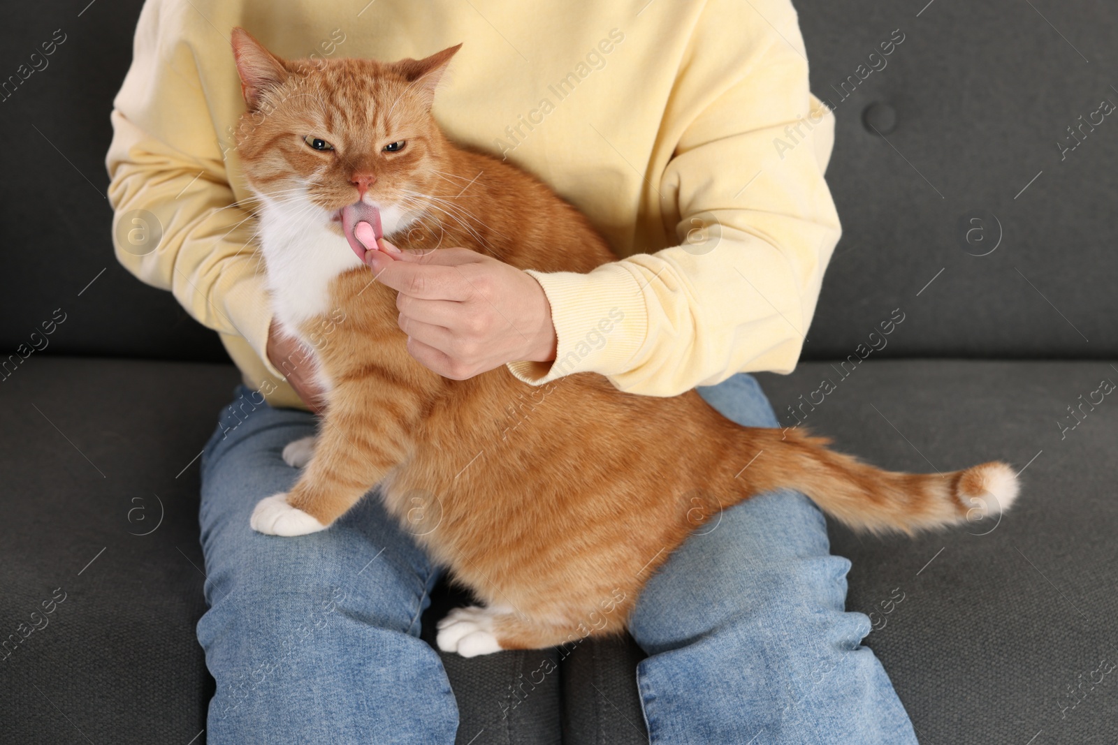 Photo of Woman giving vitamin pill to cute ginger cat on couch indoors, closeup