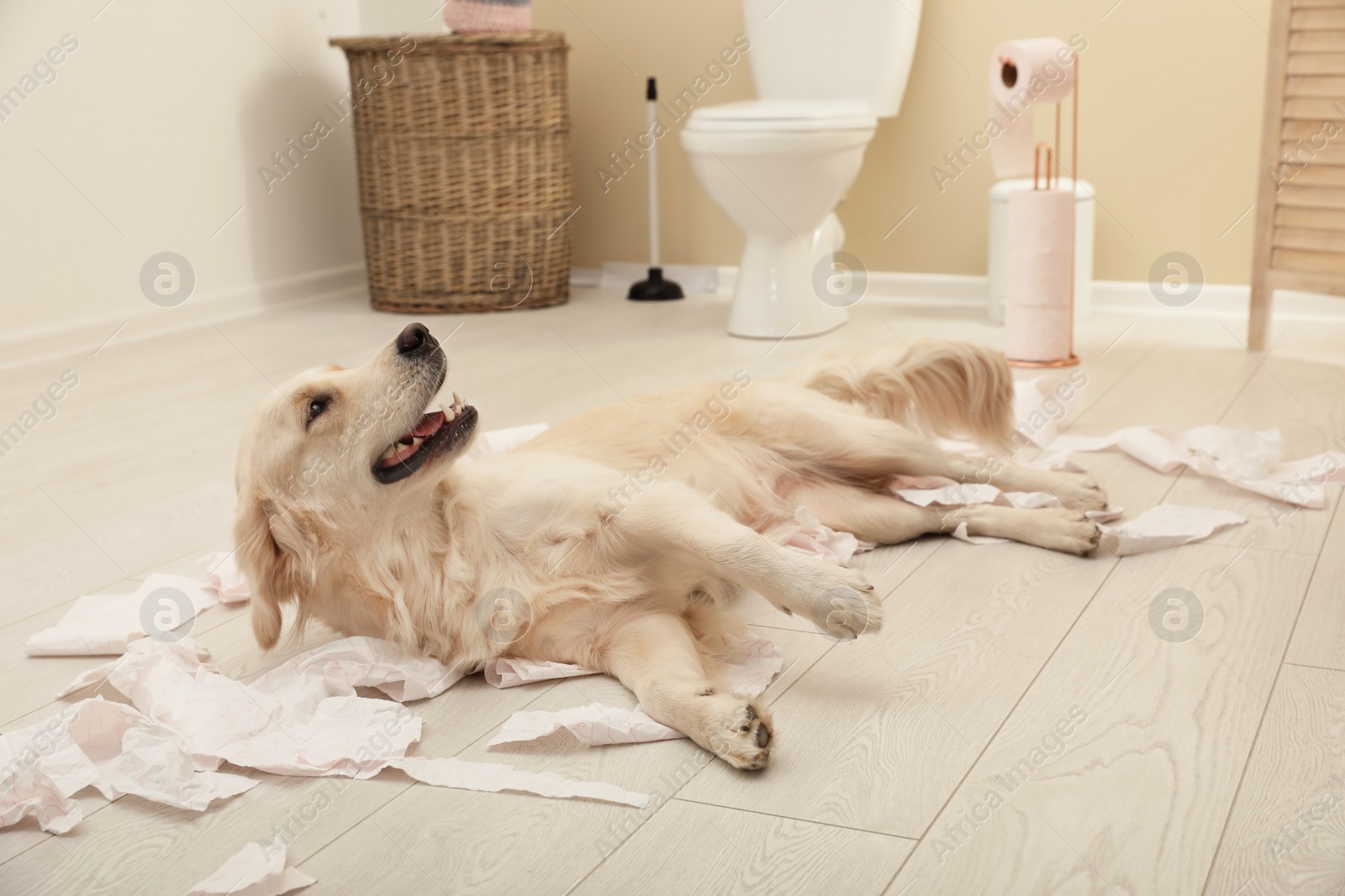 Photo of Cute dog playing with toilet paper in bathroom at home