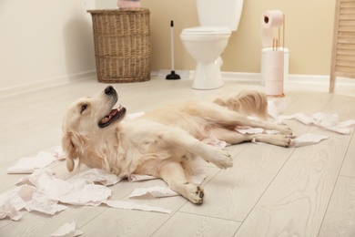 Photo of Cute dog playing with toilet paper in bathroom at home