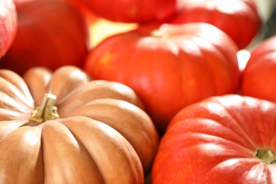 Photo of Many ripe orange pumpkins as background, closeup