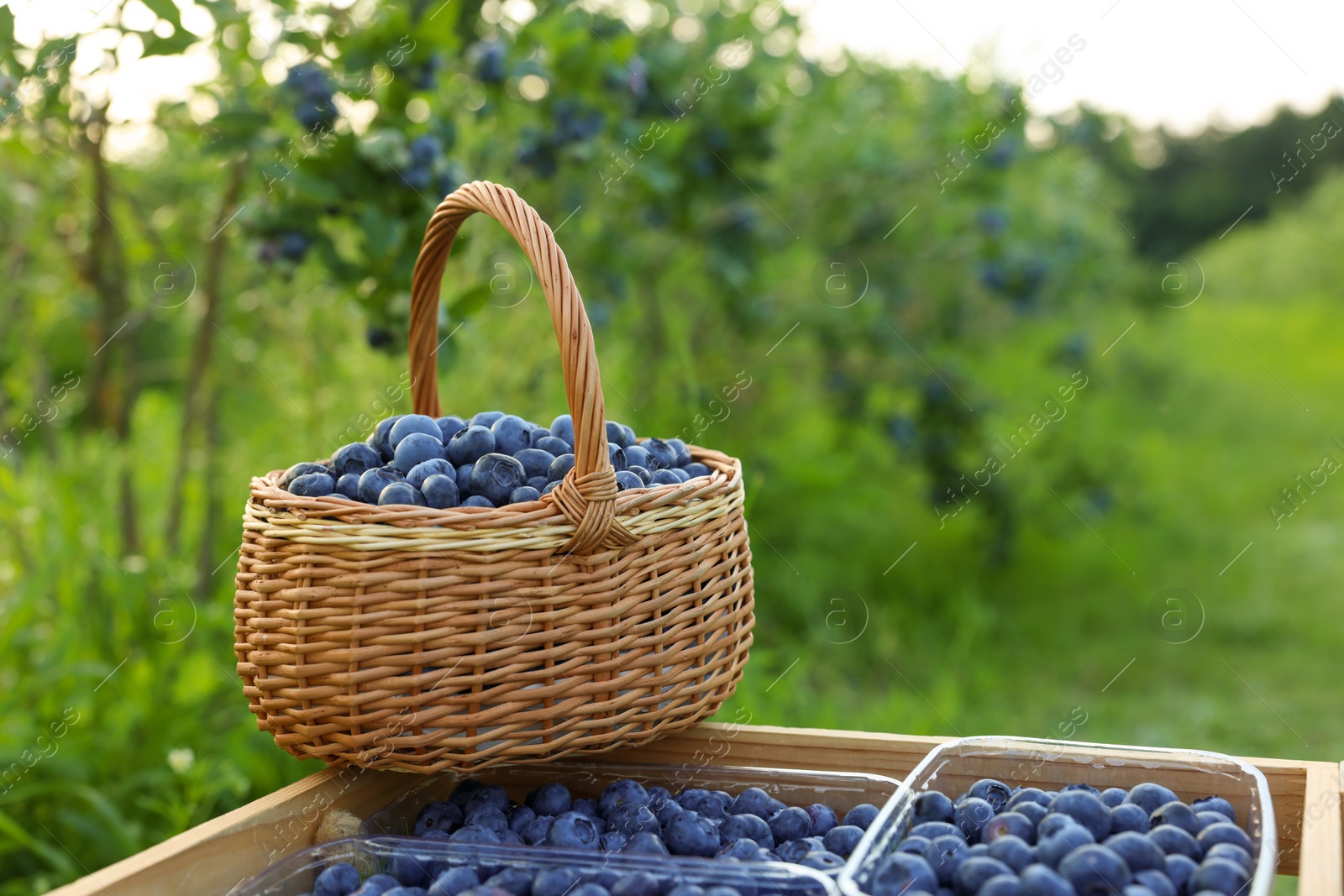 Photo of Tasty ripe blueberries on farm, space for text. Seasonal berries