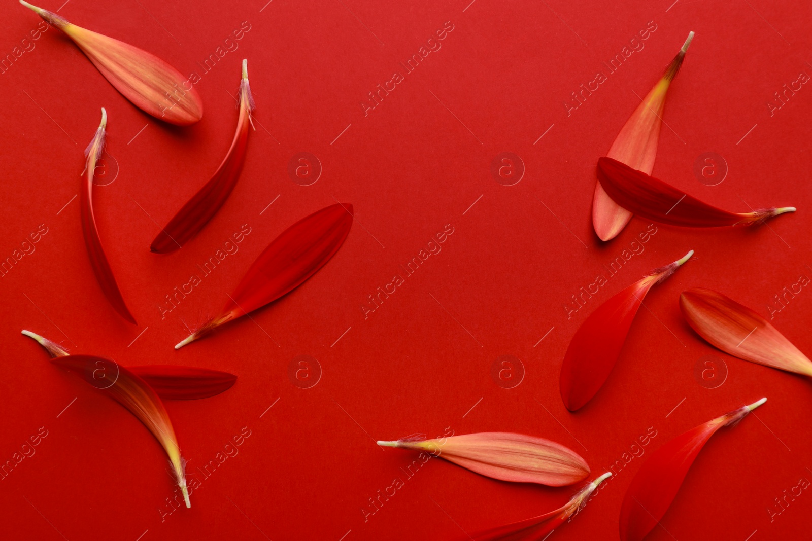 Photo of Beautiful fresh gerbera petals on red background, flat lay