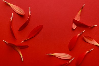 Beautiful fresh gerbera petals on red background, flat lay