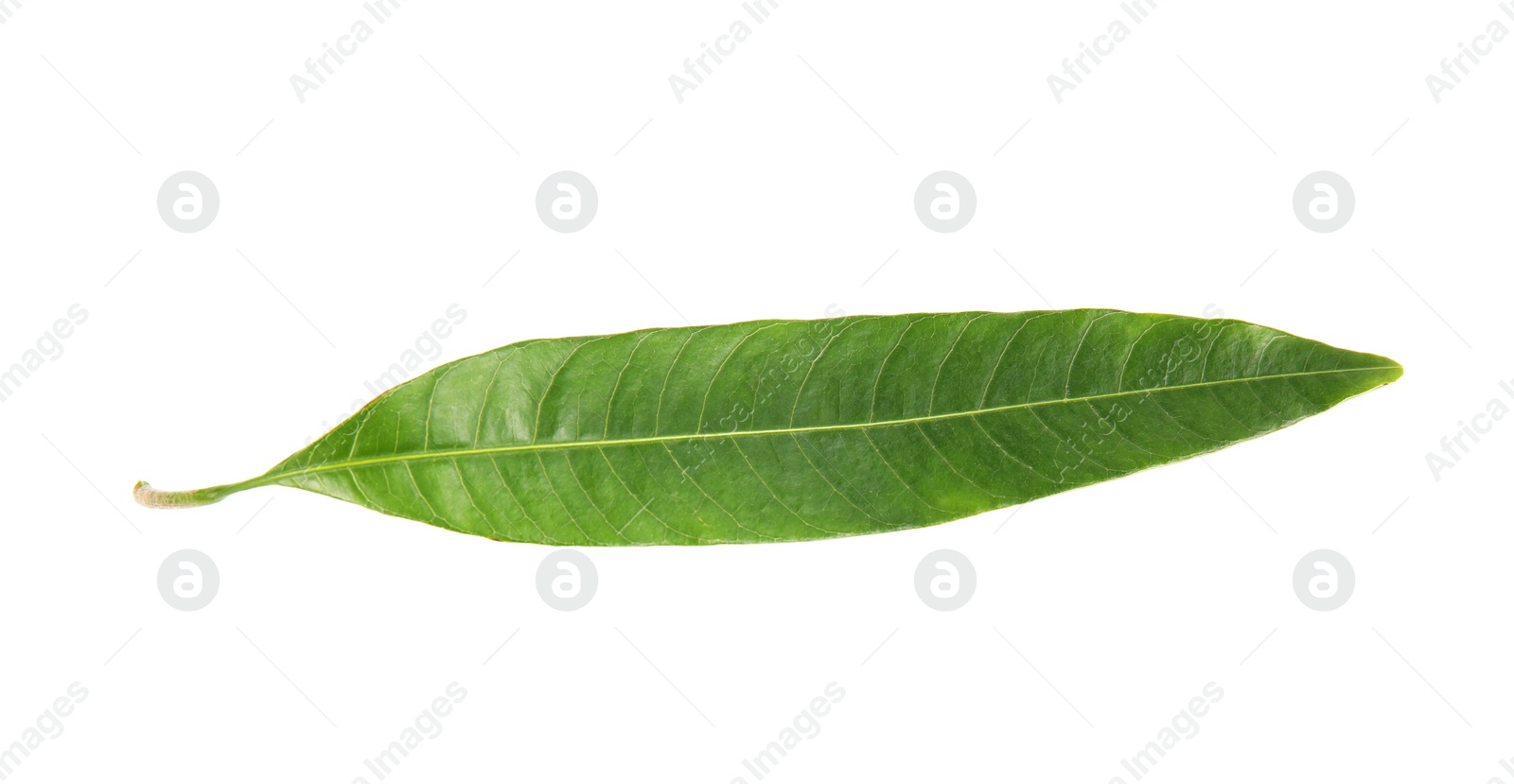 Photo of Fresh green mango leaf on white background