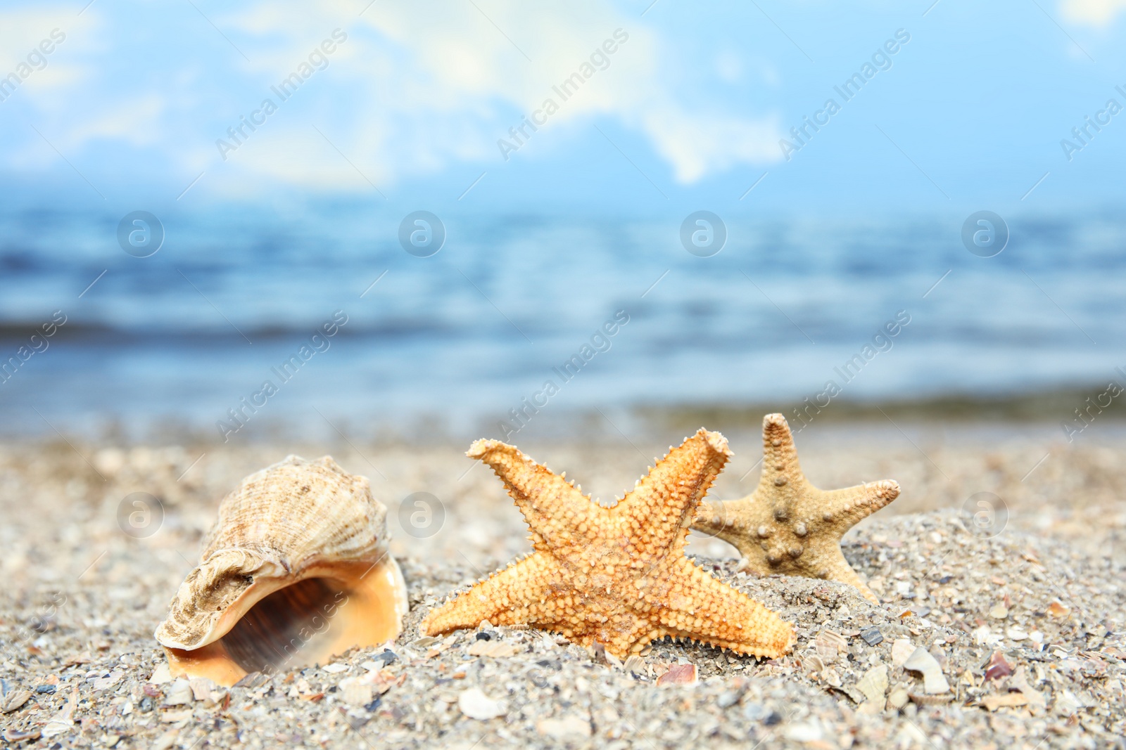 Photo of Beautiful starfishes and shell on sand near sea, space for text. Beach object