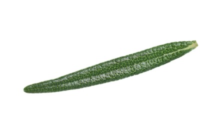 Photo of Leaf of fresh rosemary isolated on white
