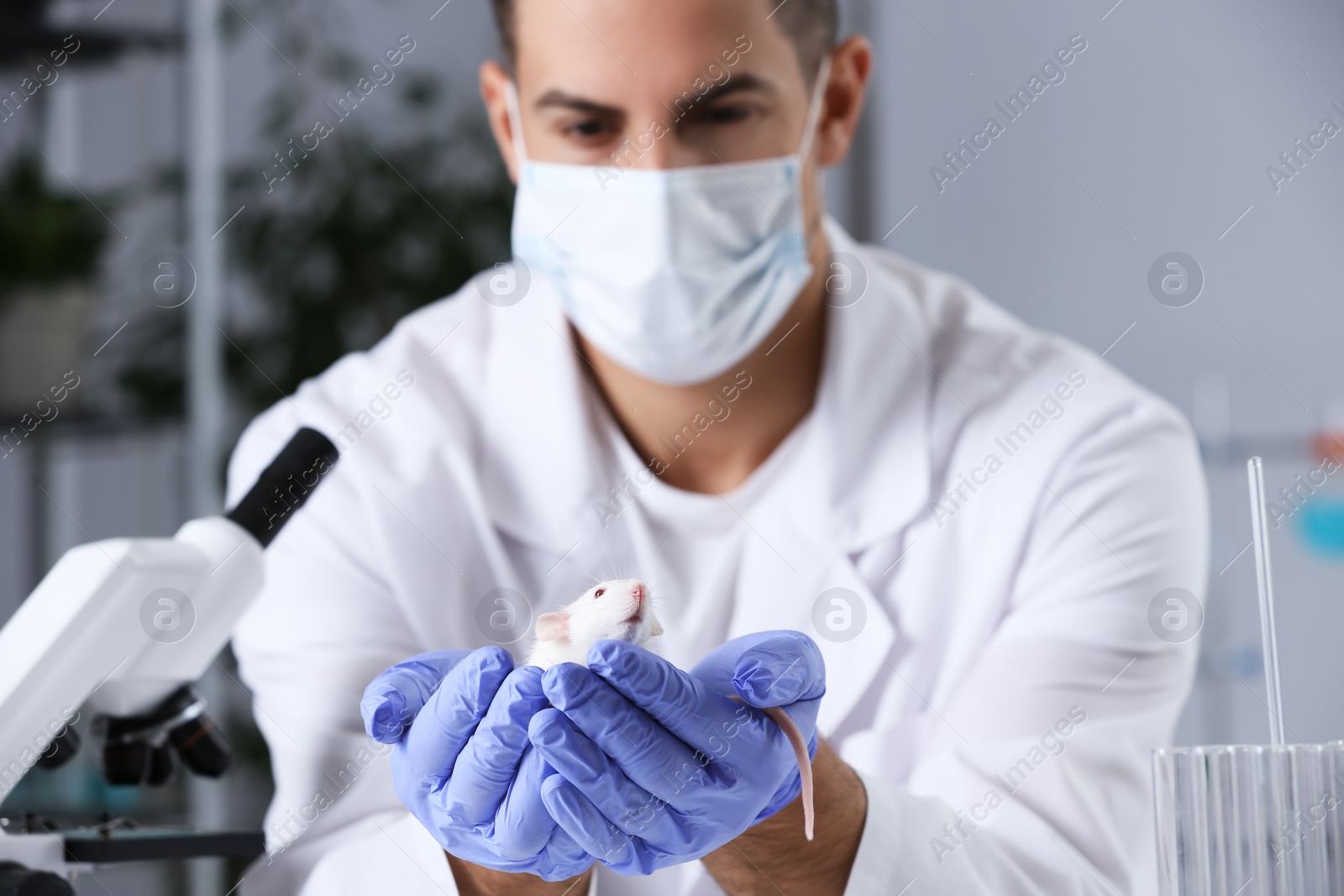 Photo of Scientist with rat in chemical laboratory, focus on rodent. Animal testing