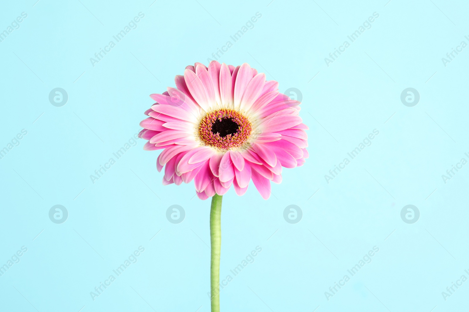 Photo of Beautiful bright gerbera flower on color background