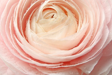 Photo of Beautiful spring ranunculus flower as background, closeup