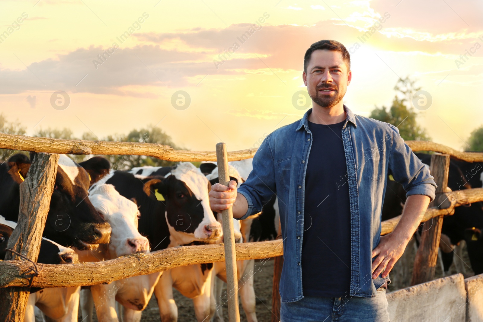 Photo of Worker with shovel near cow pen on farm. Animal husbandry