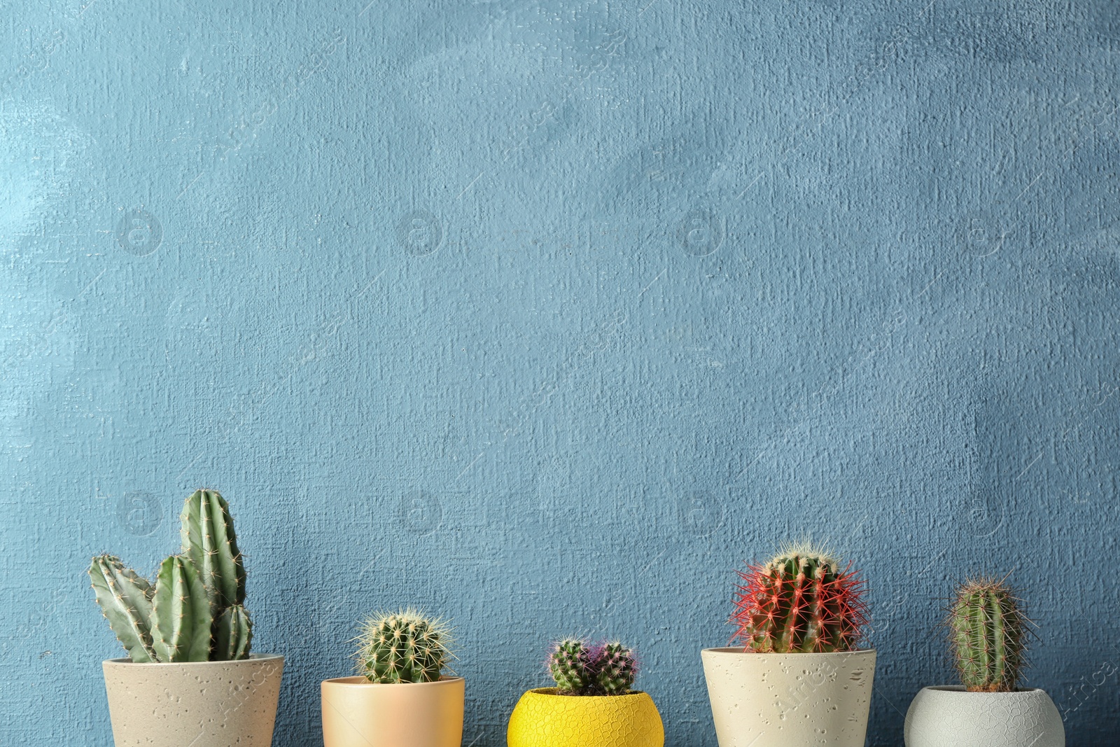 Photo of Different potted cacti near color wall, space for text. Interior decor