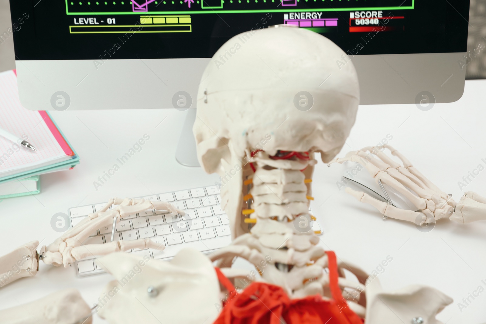 Photo of Artificial human skeleton model at table, back view