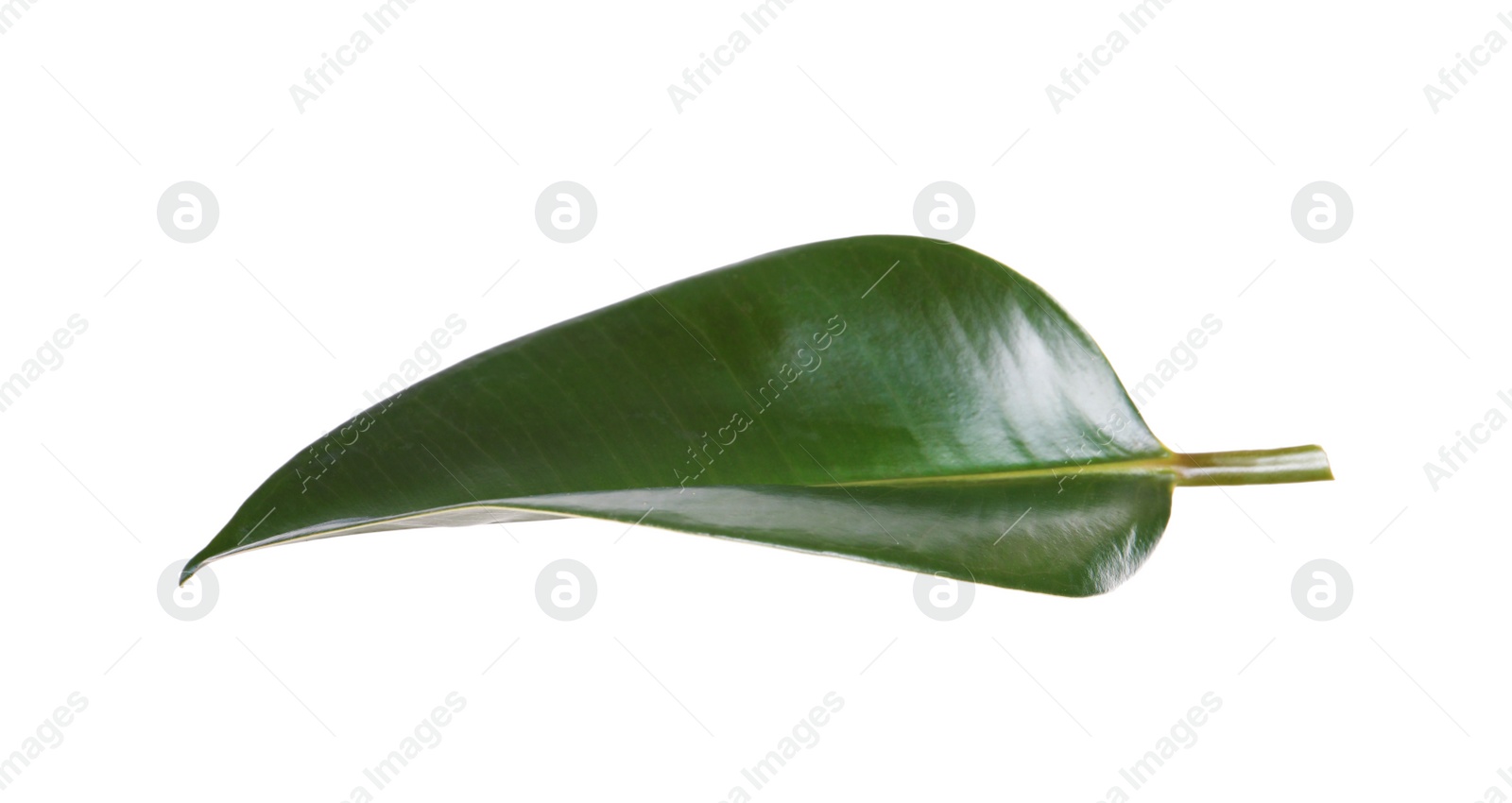 Photo of Fresh green leaf of Ficus elastica plant isolated on white