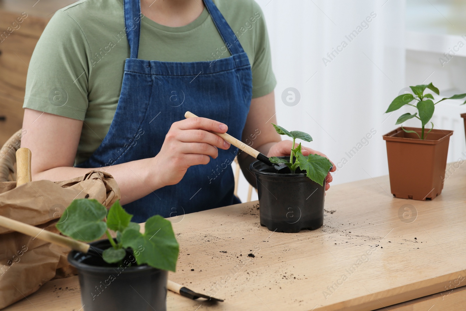 Photo of Woman planting seedling into pot at wooden table indoors, closeup