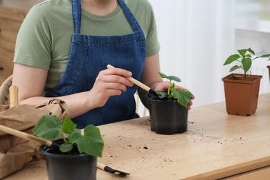 Woman planting seedling into pot at wooden table indoors, closeup