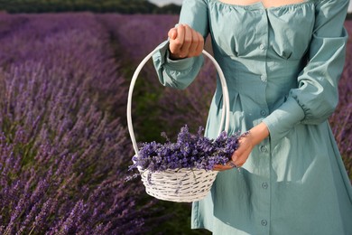 Woman with wicker basket in lavender field, closeup. Space for text