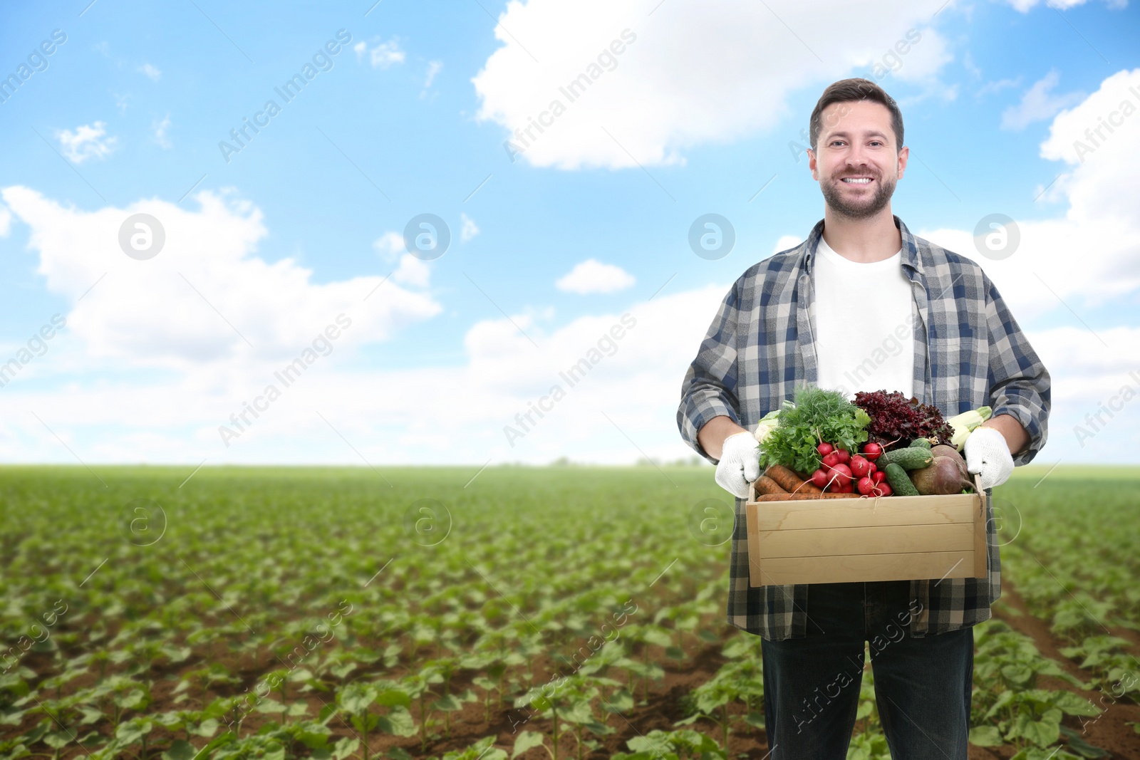 Image of Harvesting season. Farmer holding wooden crate with crop in field