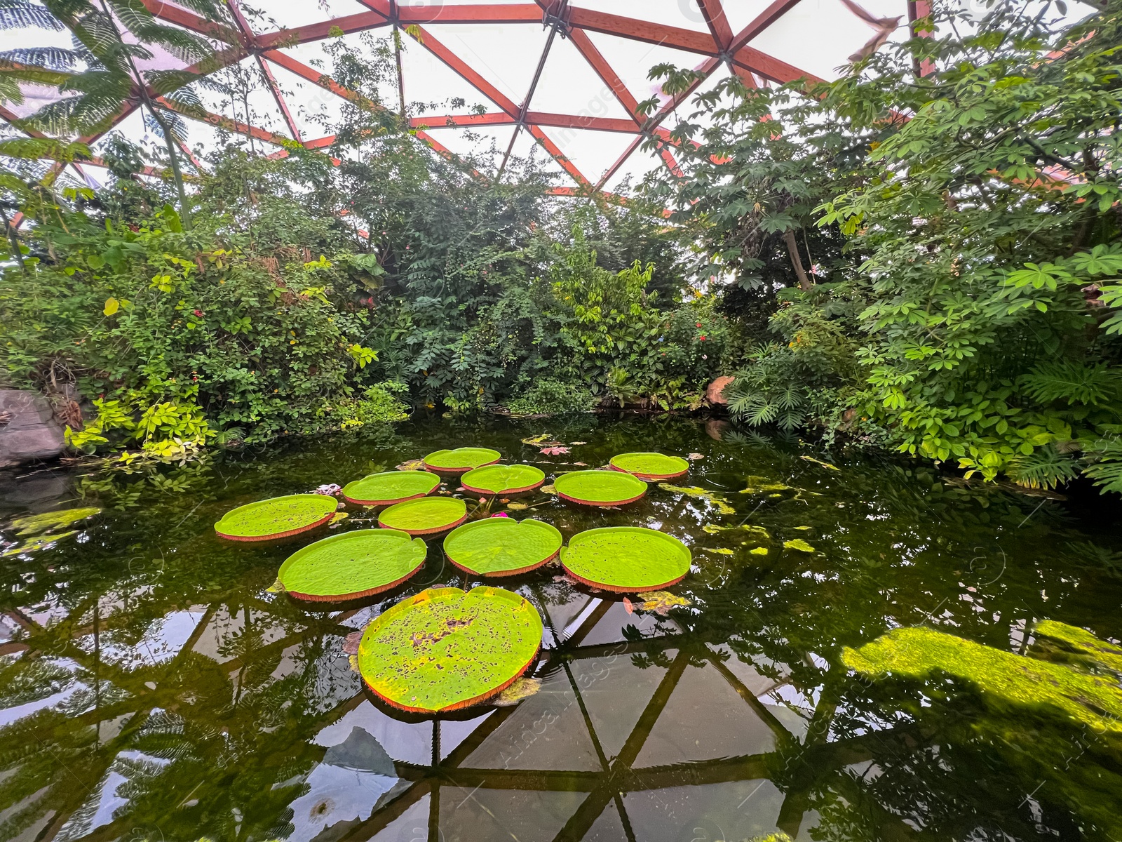 Photo of Pond with beautiful Queen Victoria's water lily leaves