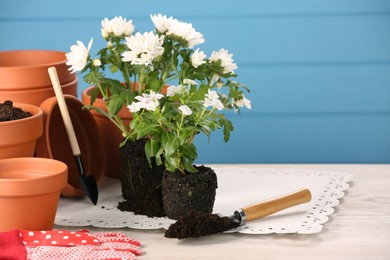 Time for transplanting. Many terracotta pots, soil, flowers and tools on white wooden table. Space for text