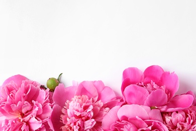 Beautiful peony flowers on white background, top view