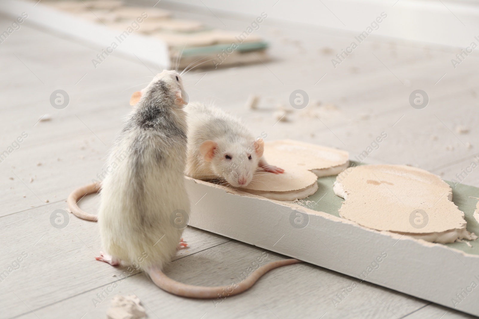 Photo of White rats gnawing baseboard indoors. Pest control