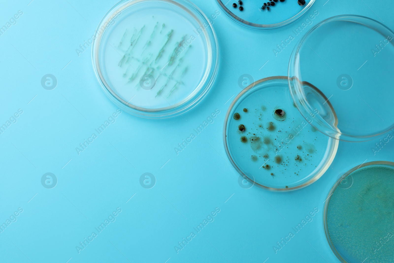 Photo of Petri dishes with different bacteria colonies on light blue background, flat lay. Space for text