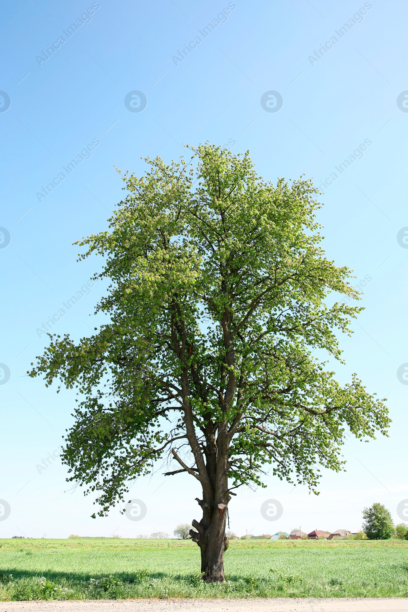 Photo of Beautiful tree with green leaves on branches outdoors