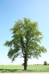 Beautiful tree with green leaves on branches outdoors