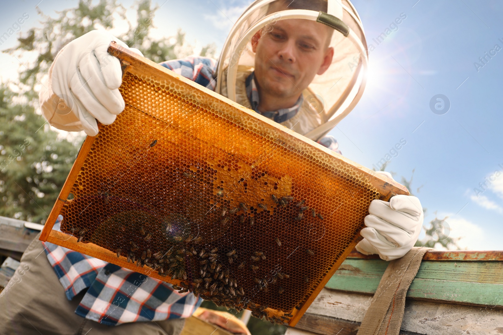 Photo of Beekeeper with hive frame at apiary. Harvesting honey