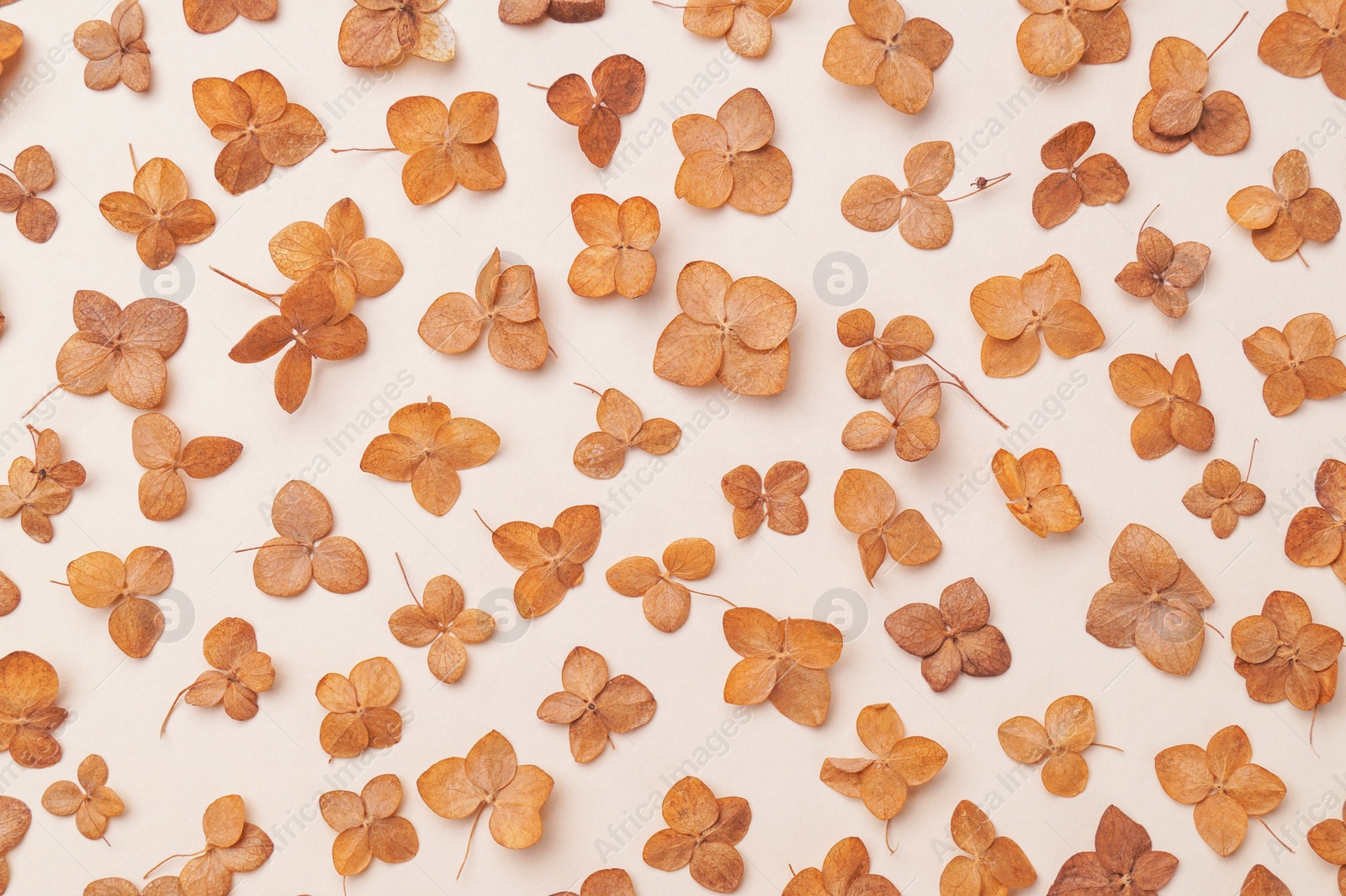 Photo of Beautiful dried hortensia flowers on beige background, flat lay