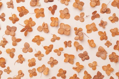 Beautiful dried hortensia flowers on beige background, flat lay