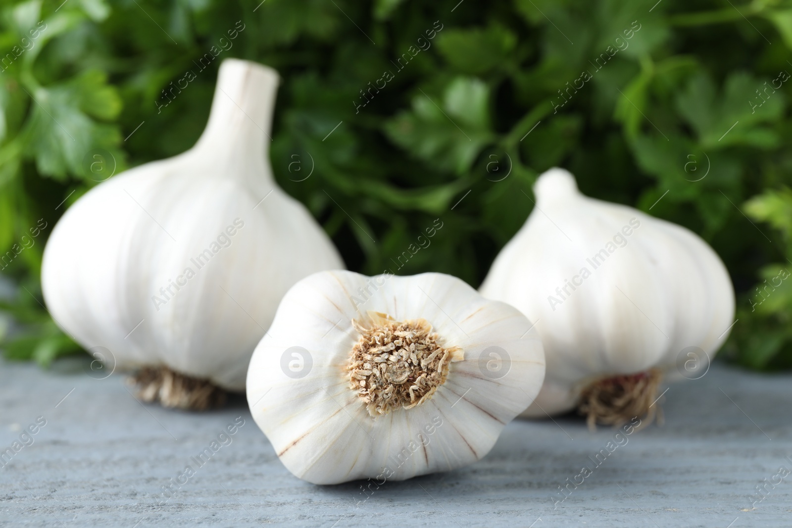 Photo of Fresh raw garlic and parsley on grey wooden table, closeup